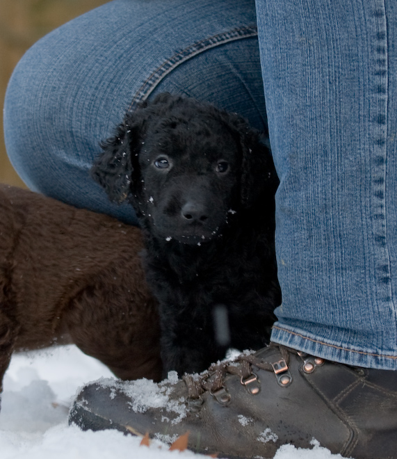 Foto: hunde-foto.net - Th. Eckhoff